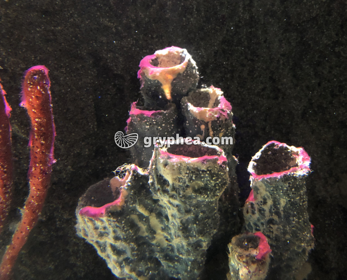 Eponges en milieu marin - gryphea.com